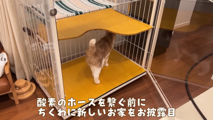 ケージに入る猫