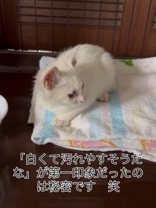横を向く子猫