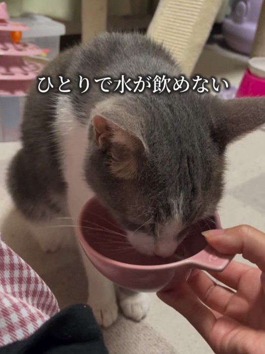 水を飲む猫