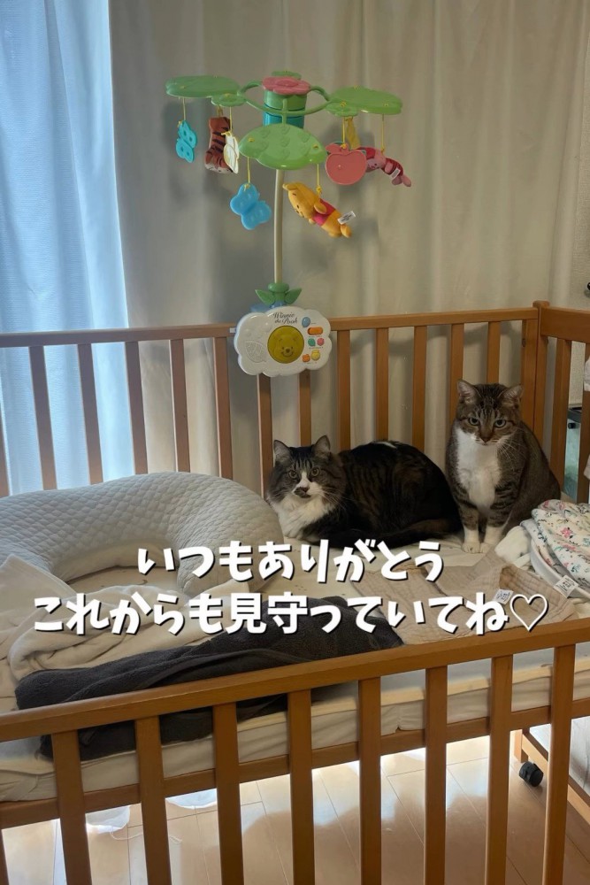 ベビーベッドに座る2匹の猫