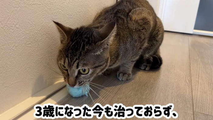 ボールをくわえる猫