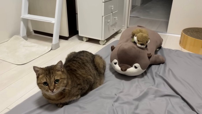 香箱座りする猫とぬいぐるみ2体