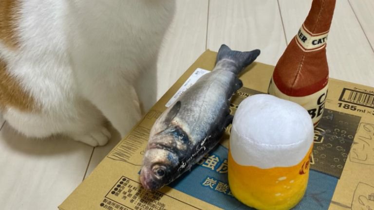 猫とダンボール