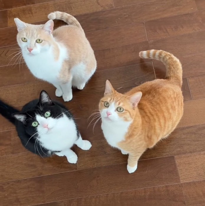 上を向く3匹の猫