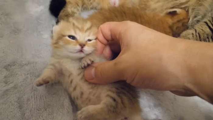 目が開きかけている子猫