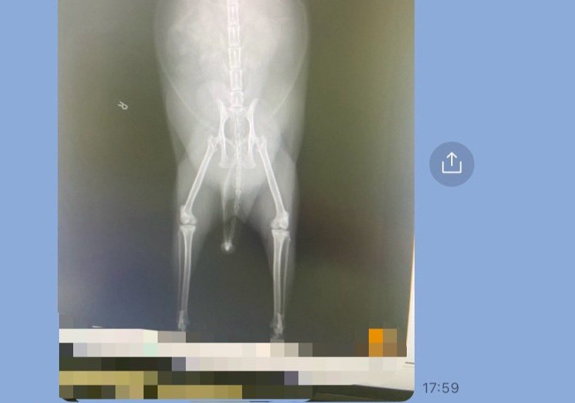 LINEに送られた猫のレントゲン