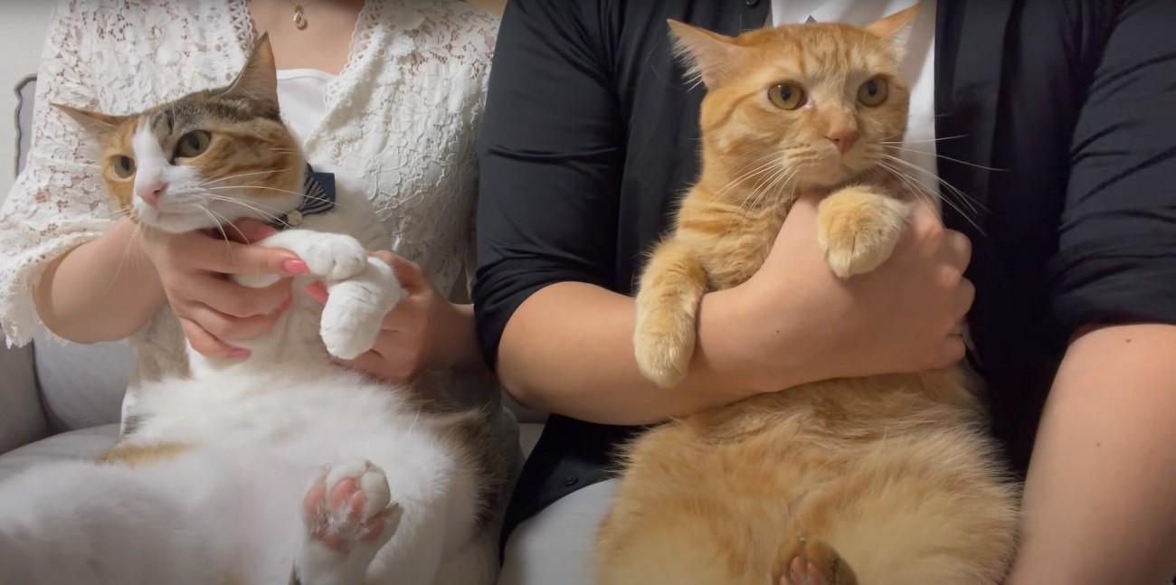 抱っこされる猫