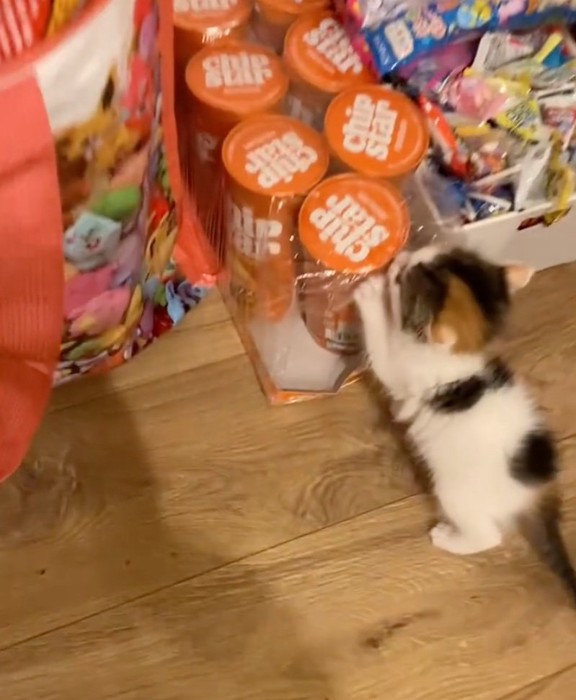 袋をかじって破ろうとする子猫