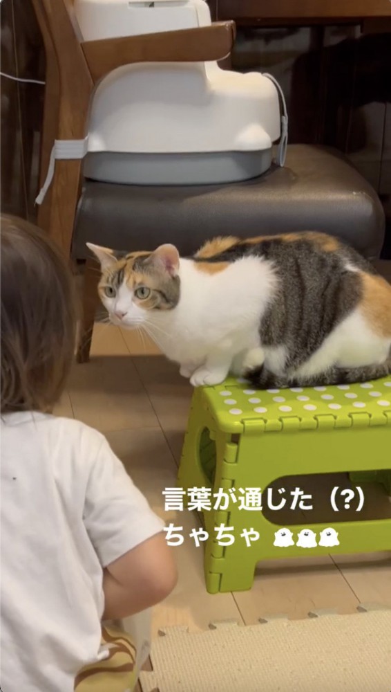 子供を見つめる猫