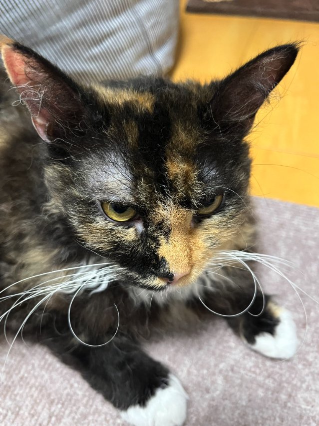 床に伏せて画面右側を見つめる半目の猫