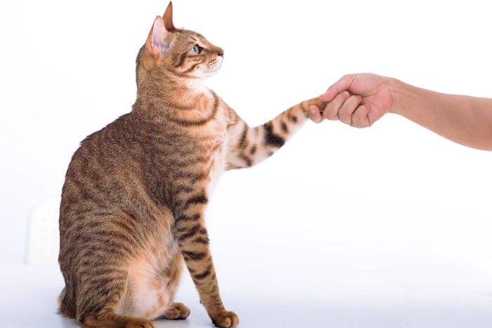 猫と握手する人