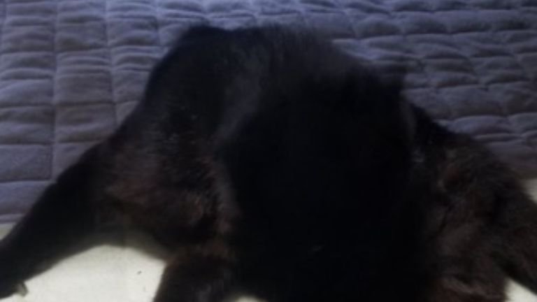 毛繕いしている猫