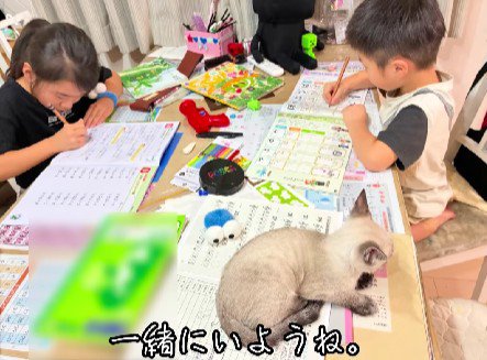 2人の子どもと子猫