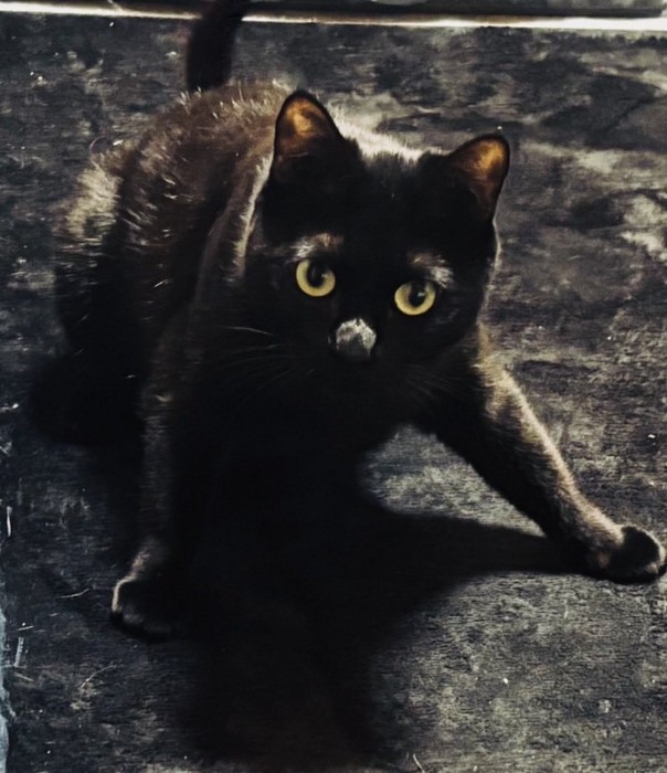 前足を踏ん張って立つ黒猫