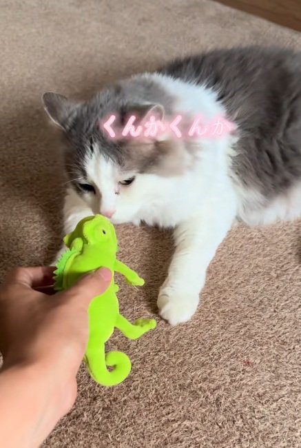 カメレオンのぬいぐるみをかぐ猫