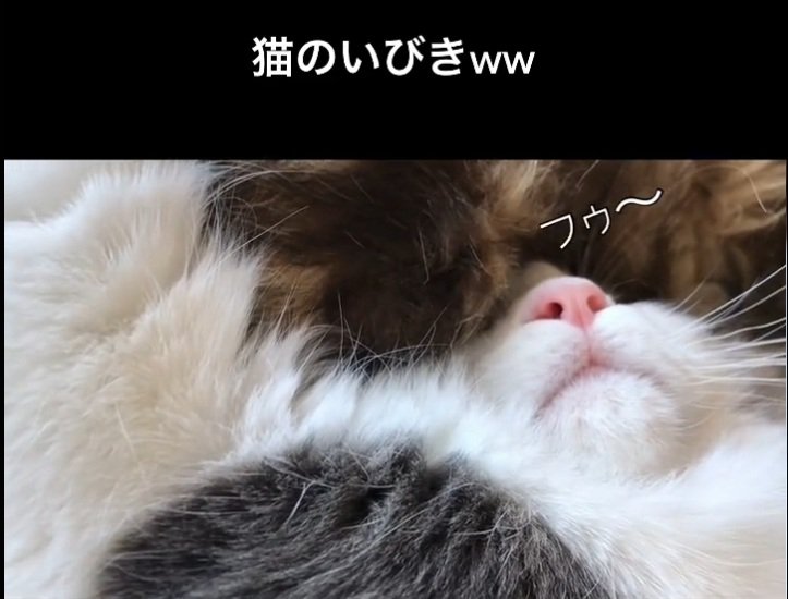 眠るサチちゃん