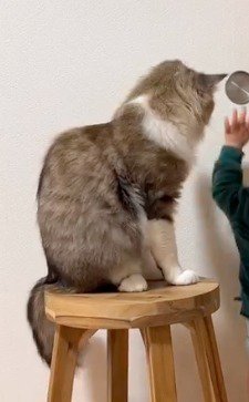 取っ手に手を近づける赤ちゃんを見つめる猫