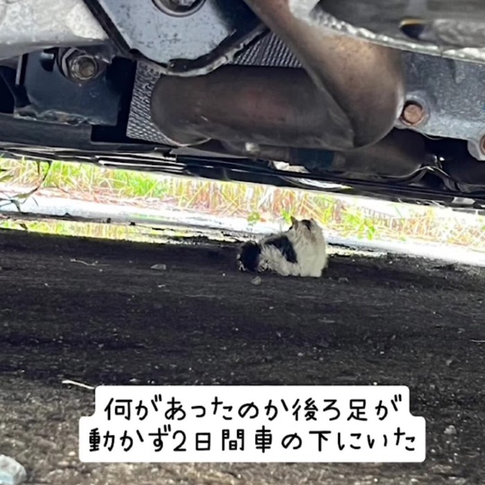 車の下にいる子猫