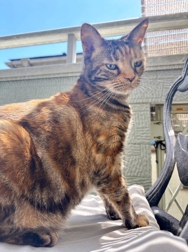 威厳の見せつけ