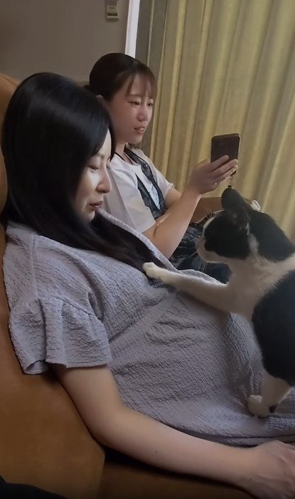 胸に手を添える猫