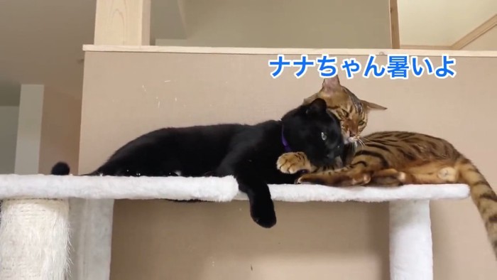 くっつく2匹の猫