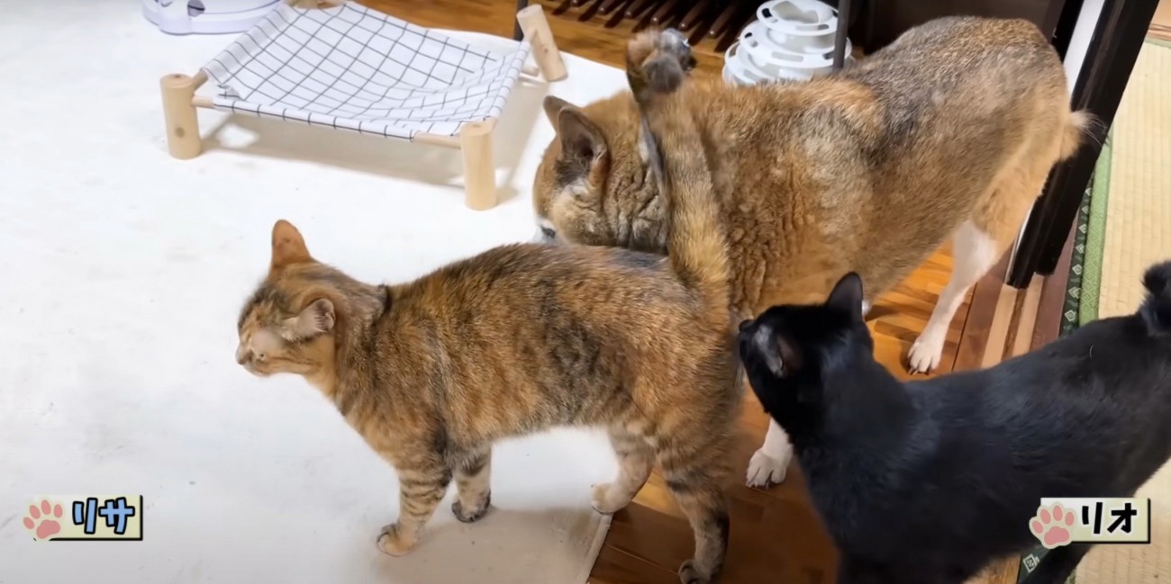 犬にすりすりする猫