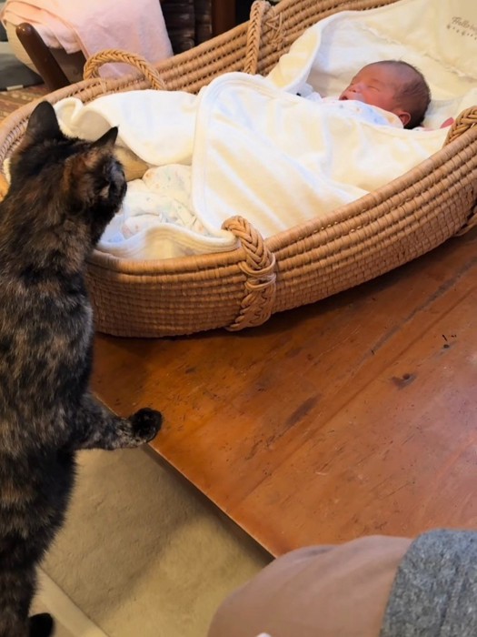 寝ている赤ちゃんをのぞく猫
