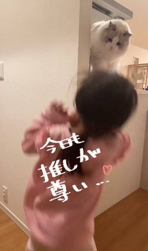 ぶれている子供を見つめる猫「今日も推しが尊い…」