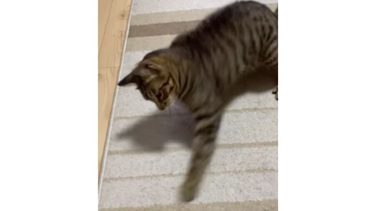 猫パンチしている猫