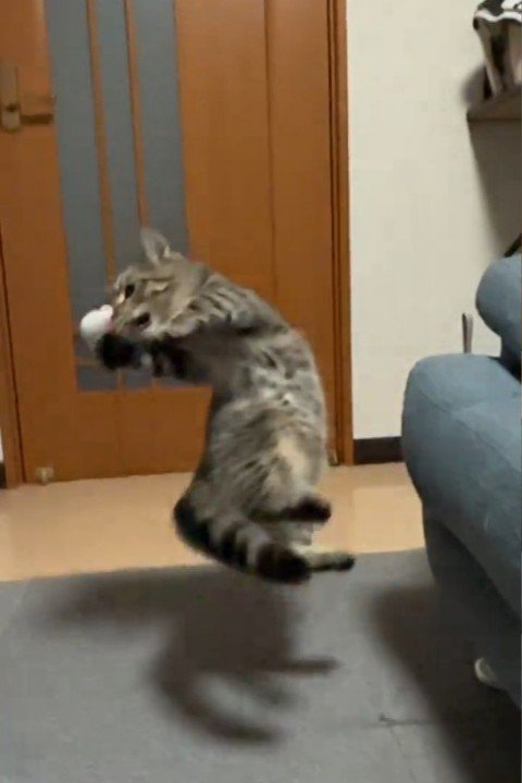 おもちゃに触る猫
