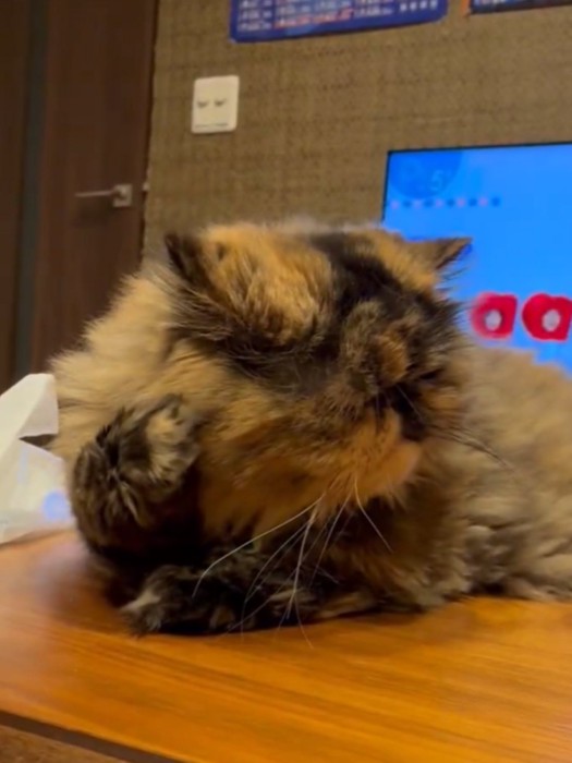 頬杖をつくように右手を顔の横へあげている猫