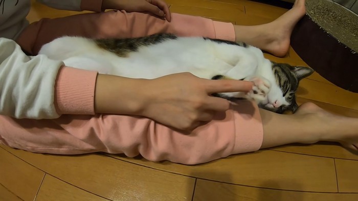 手の肉球をつつかれている猫