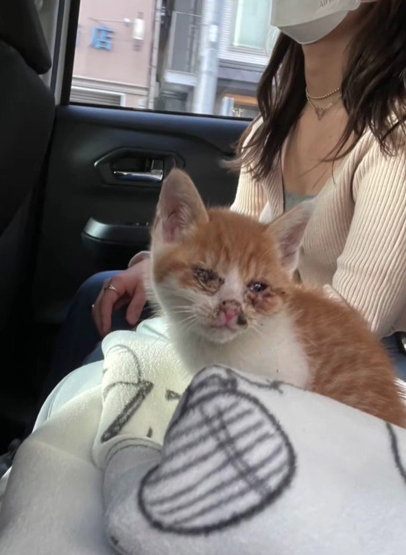 車にのっている子猫