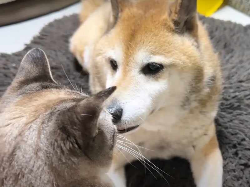 犬に顔を近づける猫