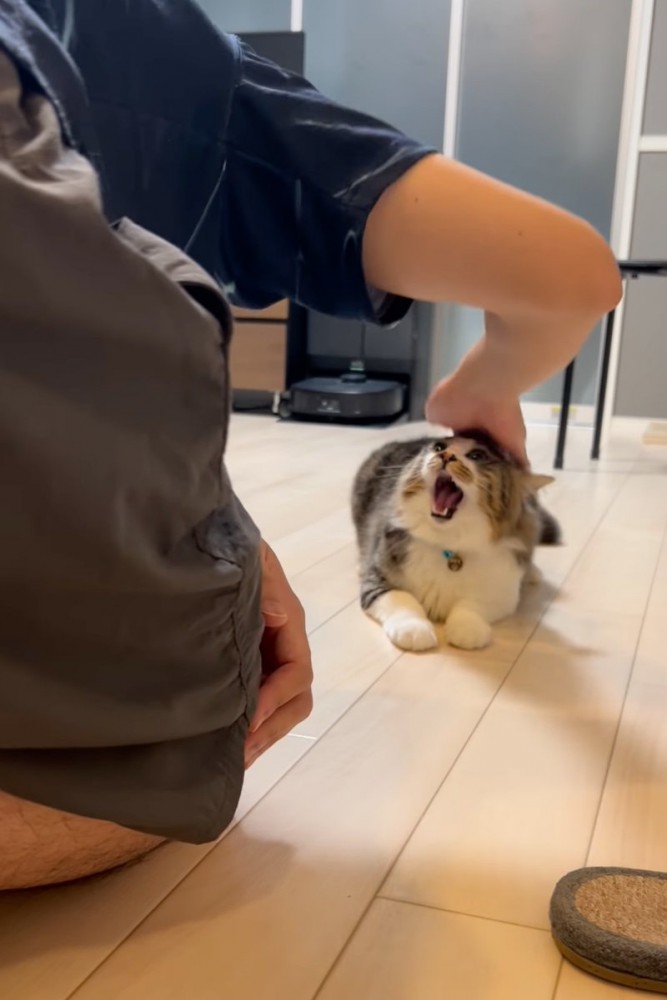 大きく口を開ける猫