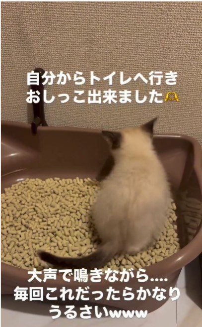 トイレに入っている子猫%％準備は万端！