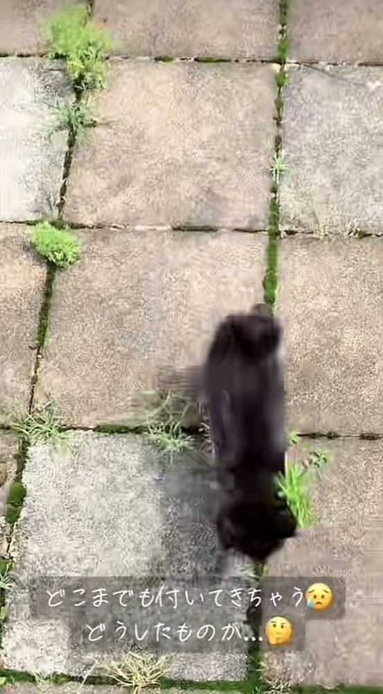 パパの後を付いてくる仔猫