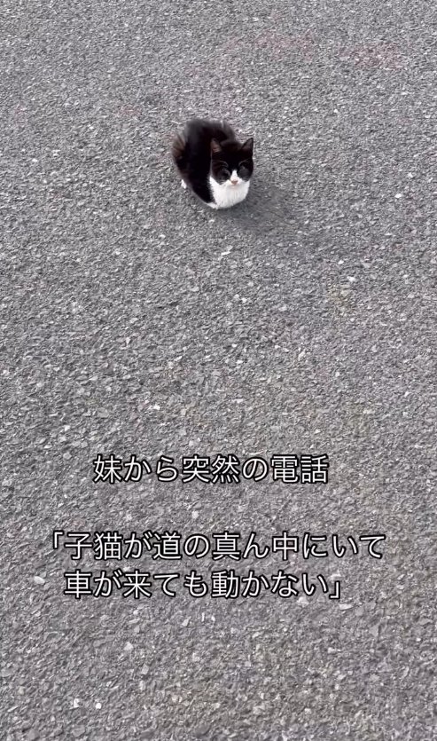 アスファルトの上で香箱座りしている子猫