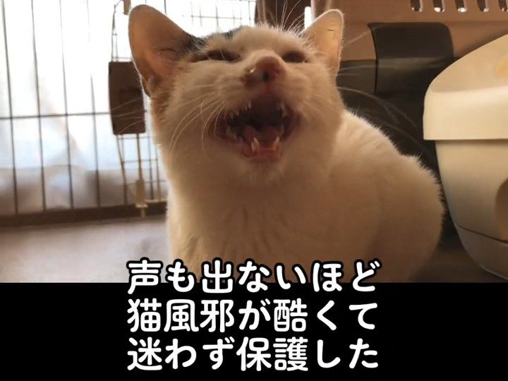 鳴いている子猫