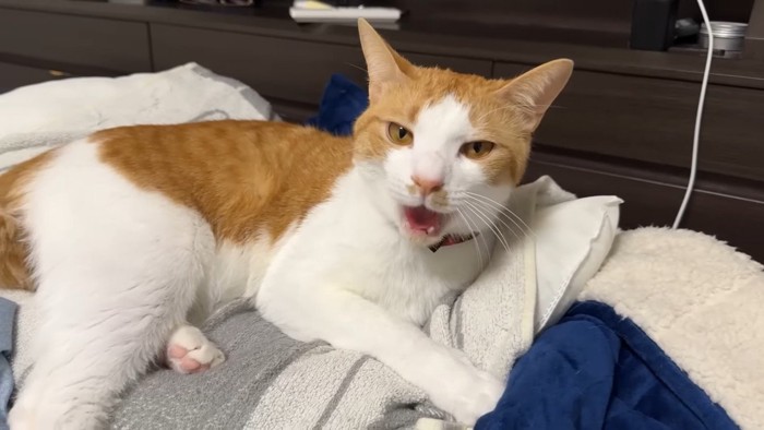 声を上げるチップくん