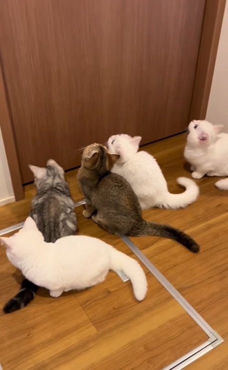 扉の前で待っている6匹の猫