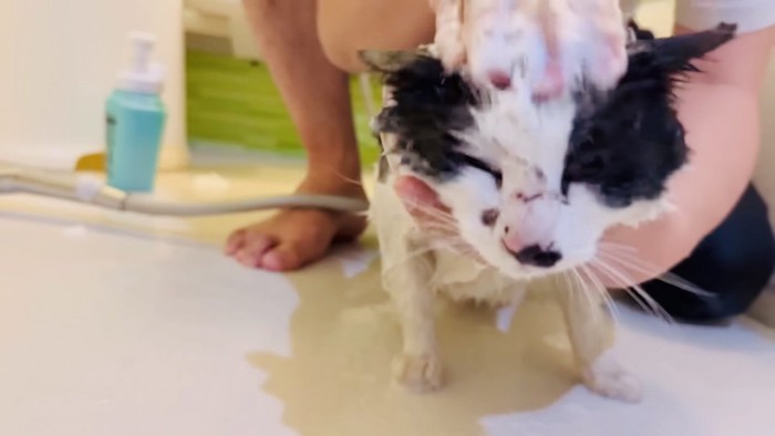 パパに頭をシャンプーされる白黒猫