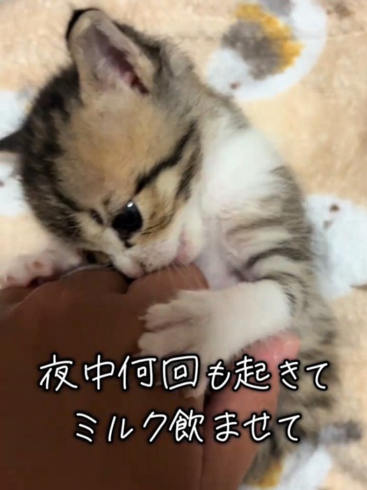 人の手にじゃれる子猫