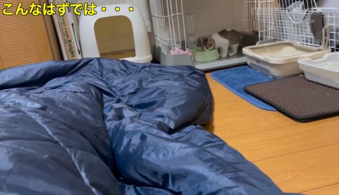 ケージの中で水を飲む子猫