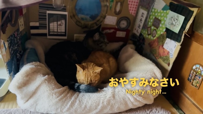 ベッドで一緒に寝る茶トラ猫とキジトラ猫