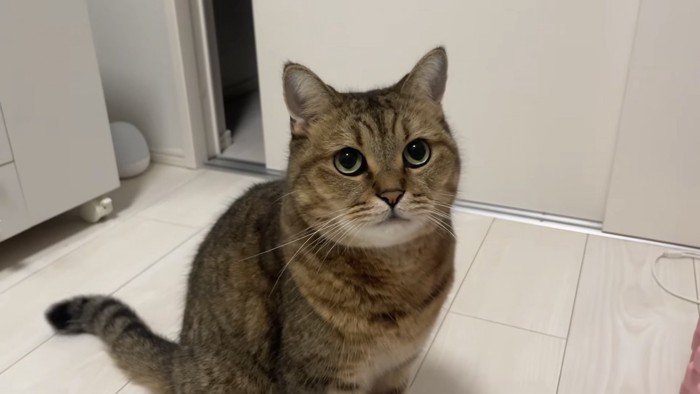 カメラ目線の猫の写真