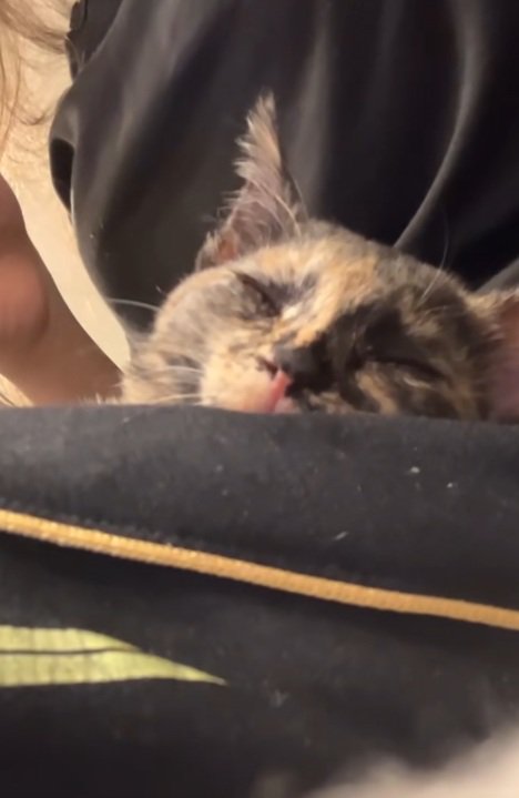 膝の上でくつろぐ猫