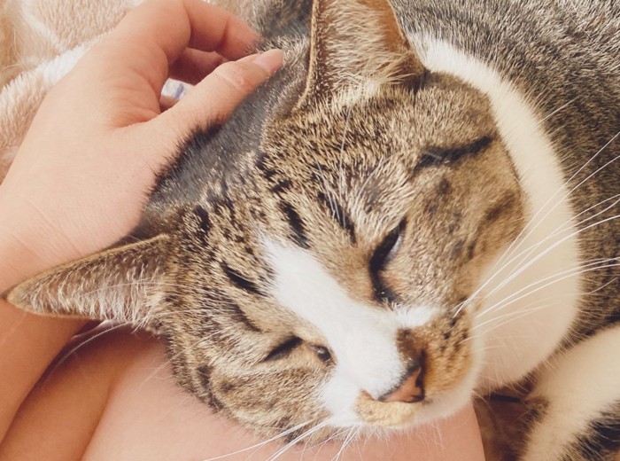 目を閉じている猫