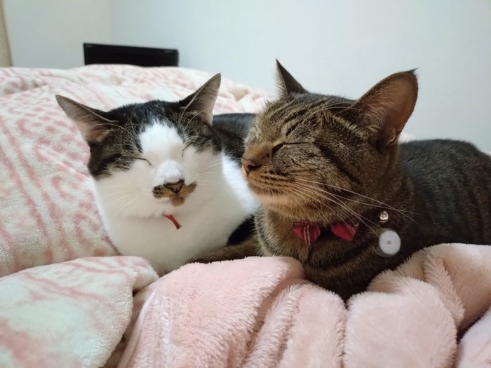 目を細める2匹の猫