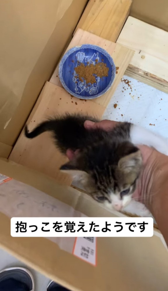 人の手にしがみつく子猫